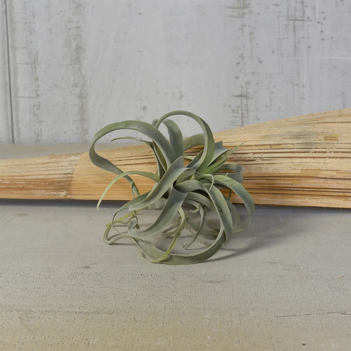 Faux Tillandsia - Medium