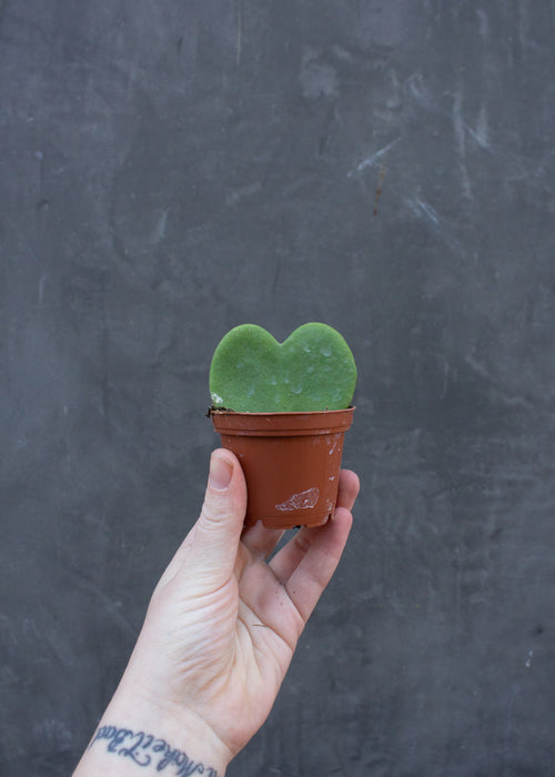 2" Heart Hoya