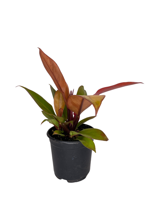 4" Philodendron - Sun Red