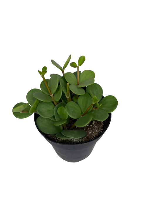 4" Peperomia Hope