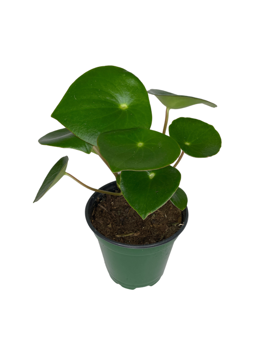 4" Pilea Raindrop