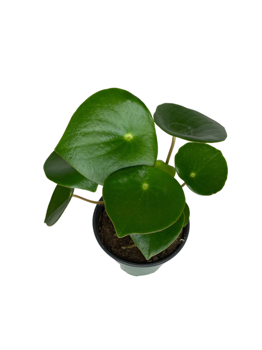 4" Pilea Raindrop