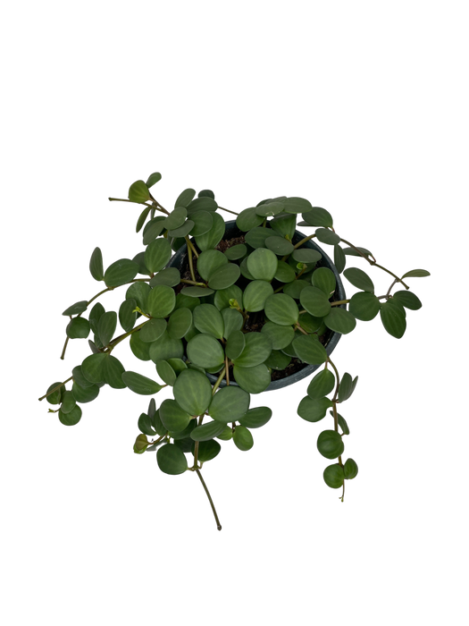 6" Hanging Peperomia Hope