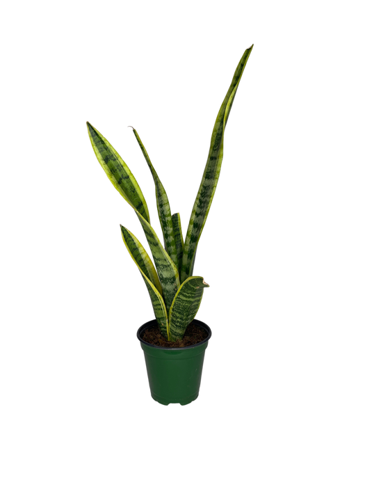 4" Sansevieria Laurentii - Snake Plant