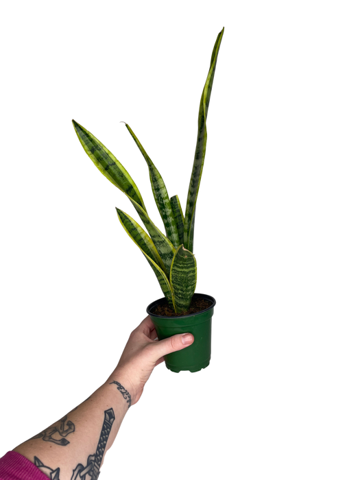 4" Sansevieria Laurentii - Snake Plant