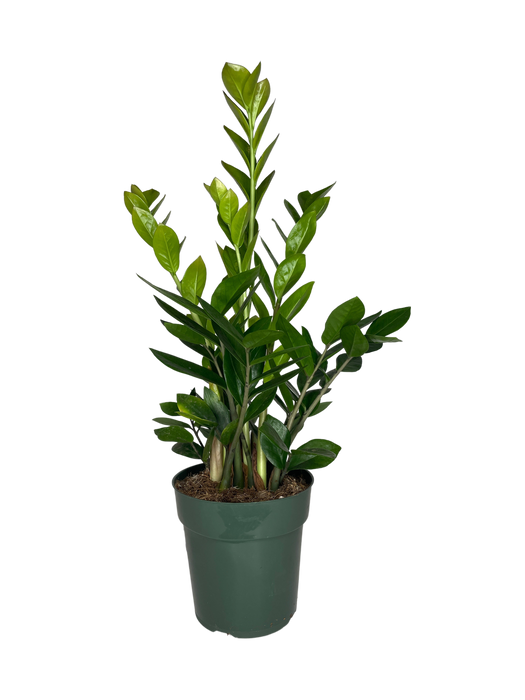 6" ZZ Zamioculcas Zamifolia Plant