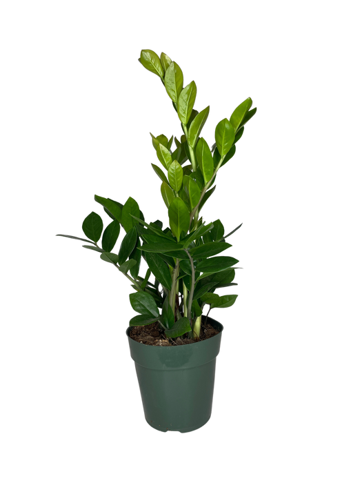 6" ZZ Zamioculcas Zamifolia Plant