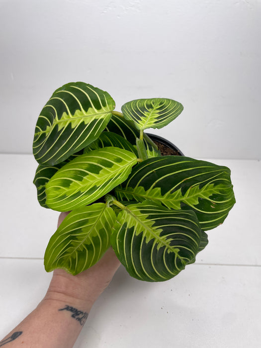 4"  Maranta Lemon Lime - Prayer Plant