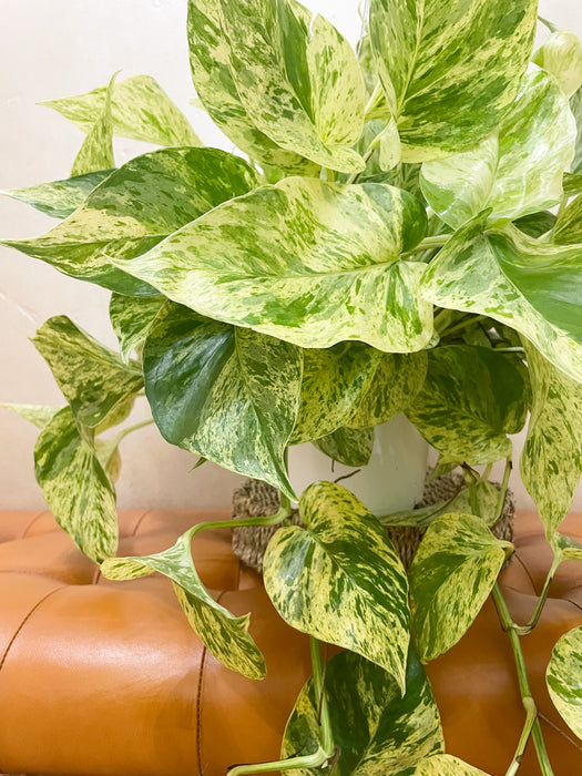 6" Pothos - Snow Queen