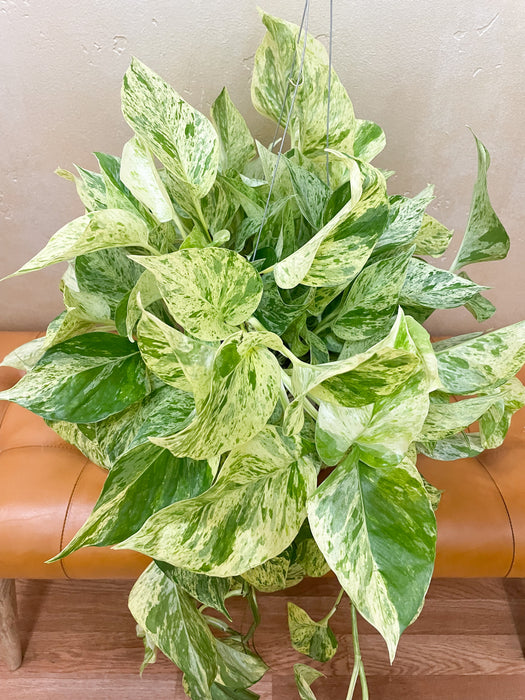 6" Pothos - Snow Queen