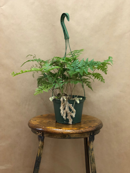 6" Rabbits Foot Fern