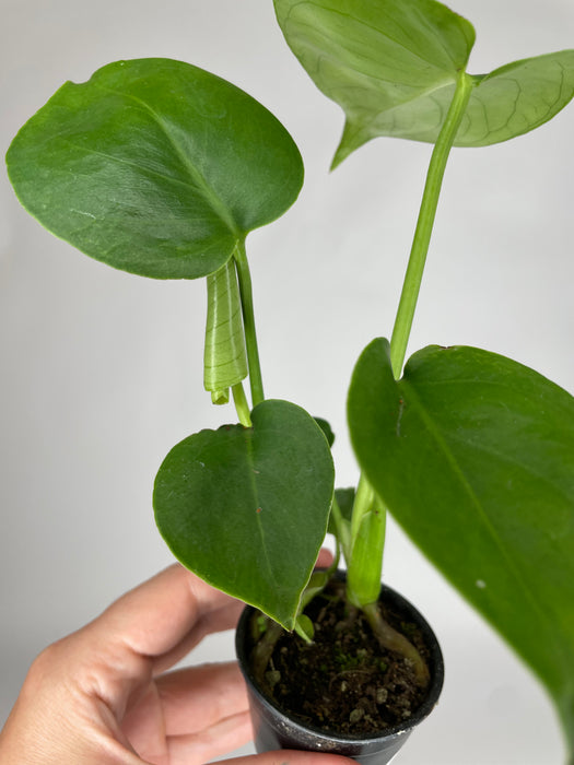 2" Monstera Split Leaf