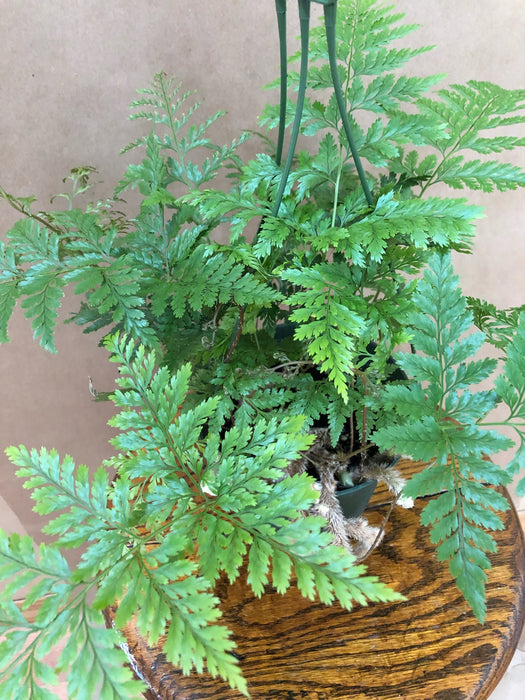 6" Rabbits Foot Fern