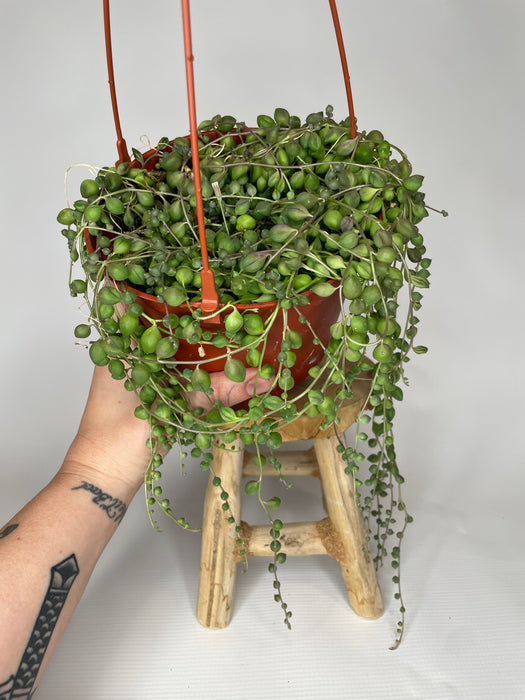 6" Hanging String Of Pearls