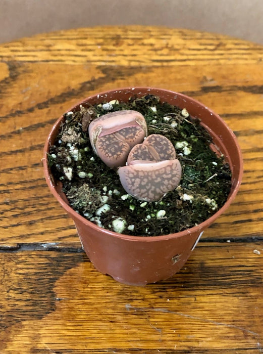 2" Lithops