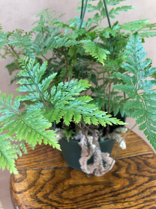 6" Rabbits Foot Fern